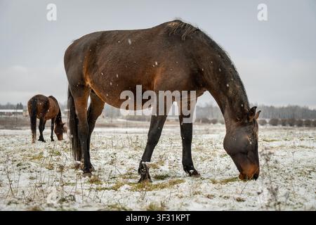Pferde, die während eines sanften Schneefalls auf verschneiter Winterweide grasen Stockfoto