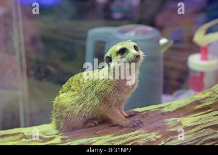 Ein Erdmännchen sitzt auf einer Kunstholz-Landschaft, lehnt sich leicht nach vorne und schaut mit hellen, neugierigen Augen nach oben. Sein braunes und gelbes Fell ist flauschig und weich Stockfoto