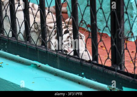 Weißer Tiger ruht in seinem Gehege im Zoo in Ciego de Avila, Kuba Stockfoto