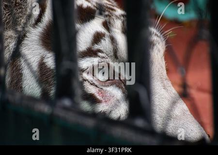 Weißer Tiger ruht in seinem Gehege im Zoo in Ciego de Avila, Kuba Stockfoto
