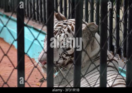 Weißer Tiger ruht in seinem Gehege im Zoo in Ciego de Avila, Kuba Stockfoto