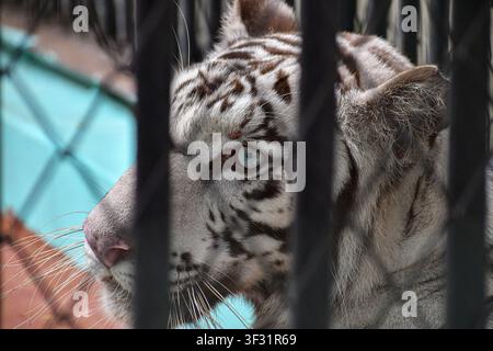 Weißer Tiger ruht in seinem Gehege im Zoo in Ciego de Avila, Kuba Stockfoto