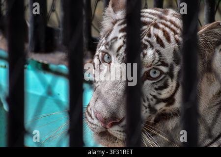 Weißer Tiger ruht in seinem Gehege im Zoo in Ciego de Avila, Kuba Stockfoto