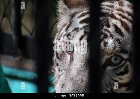Weißer Tiger ruht in seinem Gehege im Zoo in Ciego de Avila, Kuba Stockfoto