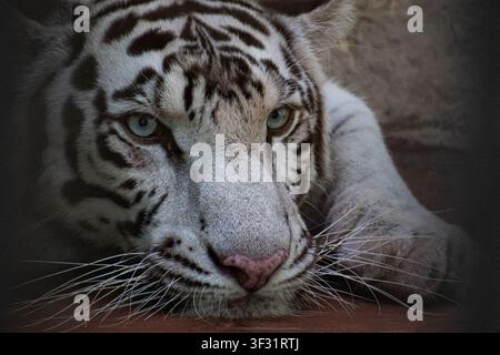 Weißer Tiger ruht in seinem Gehege im Zoo in Ciego de Avila, Kuba Stockfoto