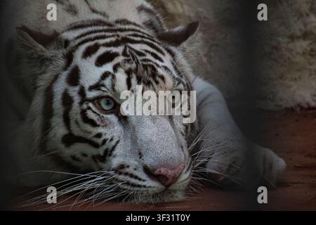 Weißer Tiger ruht in seinem Gehege im Zoo in Ciego de Avila, Kuba Stockfoto