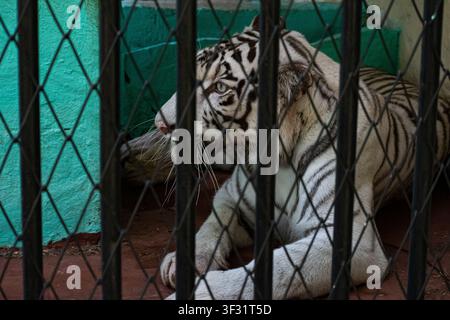 Weißer Tiger ruht in seinem Gehege im Zoo in Ciego de Avila, Kuba Stockfoto