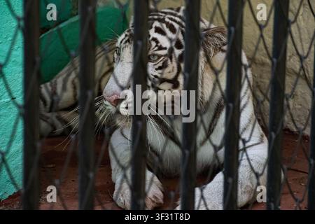 Weißer Tiger ruht in seinem Gehege im Zoo in Ciego de Avila, Kuba Stockfoto