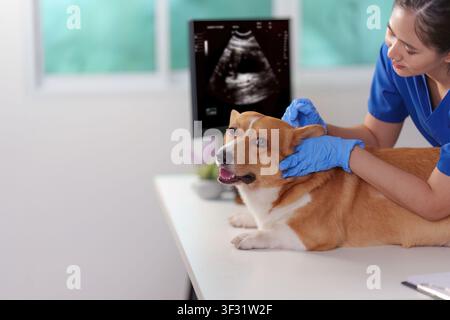 Asiatische Tierärztin untersucht einen Corgi-Hund mit Ultraschallmonitor in der Klinik Stockfoto