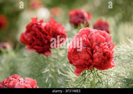 Nahaufnahme einer blühenden Paeonia tenuifolia Rubra Plena, einer doppelten roten Farnblatt-Pfingstrose, die in einem sonnigen Garten wächst. Seltene Zierstaude mit fiederigem Laub, lebhaften Blüten und weichem natürlichem Bokeh. Stockfoto