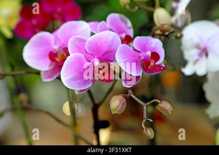Rosa Phalaenopsis-Orchideen mit roten Lippen blühen anmutig am Stiel, mit blassrosa Blütenblättern, die weiß umrandet sind, und leuchtend roten Lippen in der Mitte. Runde Bu Stockfoto