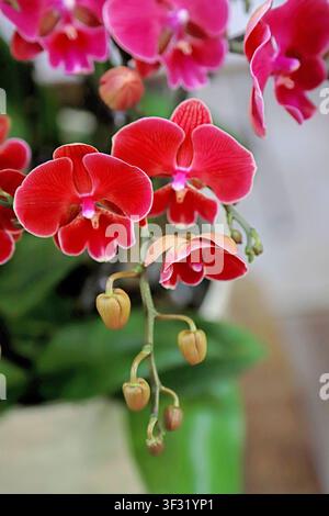Helle rote Phalaenopsis-Orchideen mit weißen Rändern kaskadieren anmutig, mit lebhaften roten Blütenblättern, die mit zarten weißen Rändern und blassrosa Lippen verziert sind, am Stockfoto