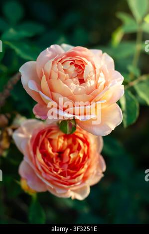 Zwei pfirsichfarbene Rosen Lady of Shalott in voller Blüte, von Sonnenlicht beleuchtet, heben sich vor einem Hintergrund aus üppigem grünen Laub ab. Stockfoto