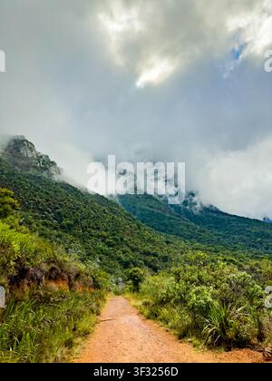 Geheimnisvoller Wanderweg durch dichten Bergwald in Kapstadt, Südafrika Stockfoto
