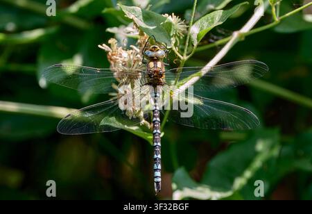 Südliche Hawker-Libelle. Andover, Hampshire, UK. Stockfoto