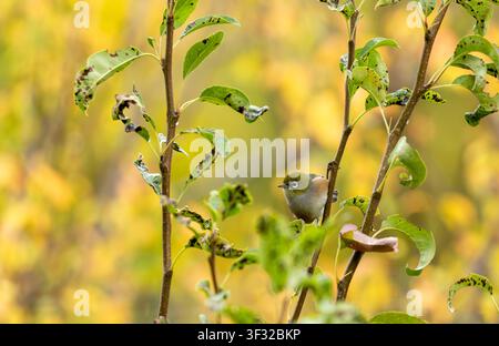 Der Silberaugenvogel oder Wachsaugenvogel (Zosterops lateralis), auch bekannt als Māori-Name tauhou, ist ein sehr kleiner omnivorer Singvogel des südwestlichen Pazifiks Stockfoto
