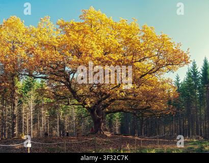 Paavola, Lohja, Finnland - 14.10.2018: Riesiger alter Eichenbaum zeigt brillantes goldenes Laub auf einer Waldwiese im hellen Sonnenlicht Stockfoto