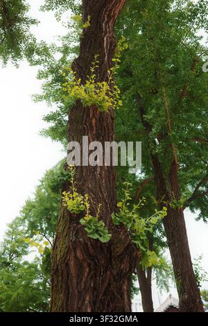 Ginkgo-Stamm mit frischen epikormischen Blattknospen, Seoul, Südkorea Stockfoto