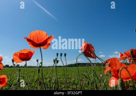 Niedrigwinkelaufnahme von leuchtend roten Mohnblumen in einem grünen Feld unter einem klaren blauen Sommerhimmel, mit selektiver Schärfe und Kopierraum Stockfoto