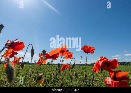 Niedrigwinkelaufnahme von leuchtend roten Mohnblumen in einem grünen Feld unter einem klaren blauen Sommerhimmel, mit selektiver Schärfe und Kopierraum Stockfoto