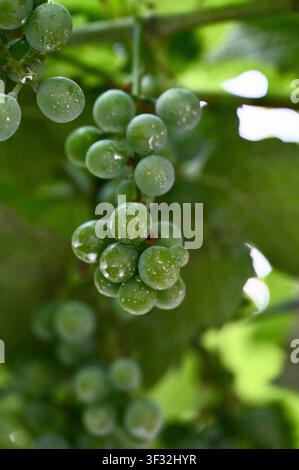 Unreife Nahaufnahme einer wachsenden Traube unreifer grüner Trauben, bedeckt mit Wassertropfen, die an einer Rebe zwischen frischen grünen Blättern in einem Weinberg hängen. Konzept der Vitikultur, Weinherstellung und landwirtschaftlichen Wachstums. Traubencluster hängt an der Rebe mit Regentropfen. Hochwertiges Foto Stockfoto