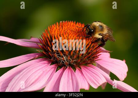 Bumblebee füttert an einer lila Sonnenhutblüte in einem Sommergarten Stockfoto