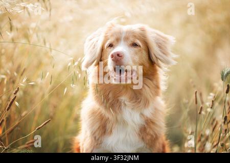 Nahaufnahme-Porträt eines fröhlichen Nova-Scotia-Duck-Tolling-Retrievers, umgeben von hohem goldenem Wiesengras im warmen Sommerlicht. Hochwertiges Foto Stockfoto