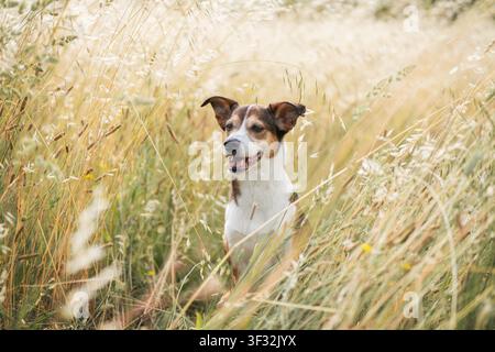 Dreifarbiger Mischlingshund steht in hohem goldenem Wiesengras, schöne Sommerlandschaft mit warmem natürlichem Licht. Hochwertiges Foto Stockfoto