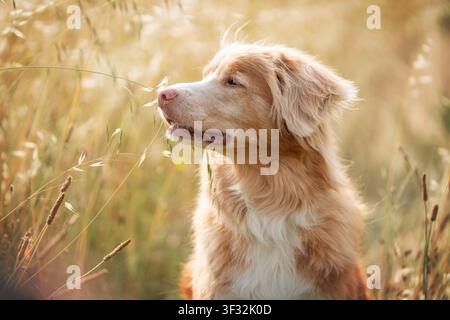 Nahaufnahme-Porträt eines Nova-Scotia-Duck-Tolling-Retrievers in einer sonnenbeschienenen goldenen Wiese, warmes Sommerlicht und weicher Rasen als Hintergrund. Hochwertiges Foto Stockfoto