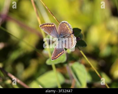 Ein weiblicher Schwalbenschwanzfalter Polyommatus icarus in Sussex Stockfoto