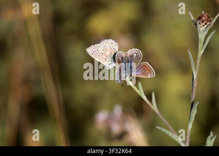 Ein Paar Common Blue-Schmetterlinge Polyommatus icarus in Sussex Stockfoto