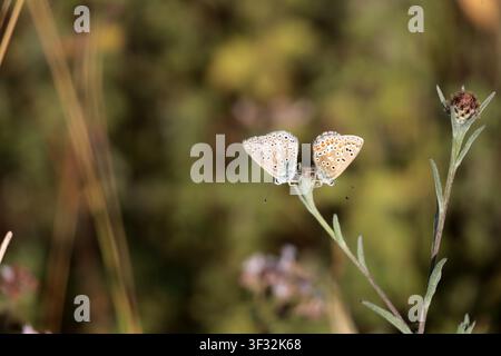 Ein Paar Common Blue-Schmetterlinge Polyommatus icarus in Sussex Stockfoto
