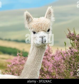 weiße Alpaka in Heideblüten Stockfoto