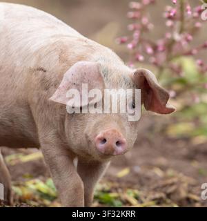 Schwein Nahaufnahme Stockfoto