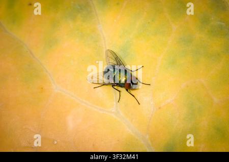 Gewöhnliche grüne Fliege (Lucilia) mit lebhaftem metallisch grünem Körper und roten Augen, die auf einem gelben Blatt sitzt, Makro-Ansicht von oben Stockfoto