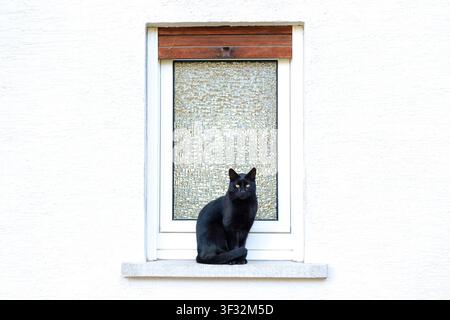 Schöne schwarze Katze sitzt ruhig auf einer weißen Betonfensterbank einer strukturierten Gebäudefassade und schaut direkt in die Kamera vor einer mattierten Glasfläche Stockfoto