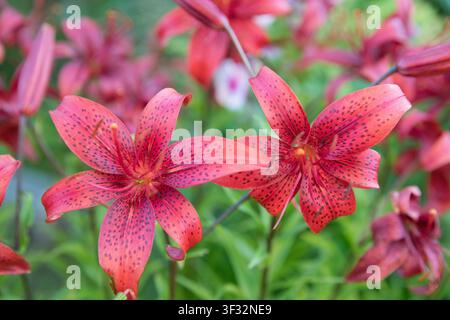 Nahaufnahme von leuchtend roten Tigerlilien in voller Blüte Stockfoto