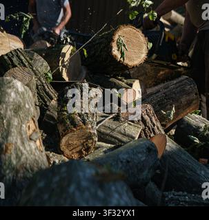 Haufen frisch geschnittener Baumstämme im Wald, Holzindustrie Stockfoto
