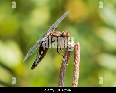 Erwachsene weibliche Breitflügel-Libelle, Libellula depressa, sitzt auf Vegetation am Ufer eines Sees in Devon, UK Stockfoto