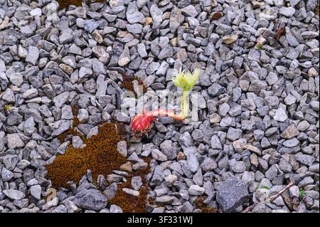 Graue Schottersteine mit rötlichem Moos und einer kleinen blühenden Sukkulentenpflanze. Stockfoto