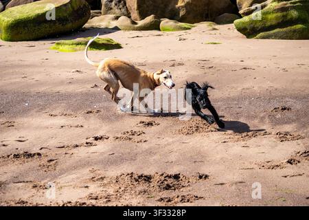Lurcher (Whippet, Saluki und Windhundkreuz) jagt einen anderen Hund beim Spielen am Exmouth Beach, Devon, bei Ebbe. Stockfoto
