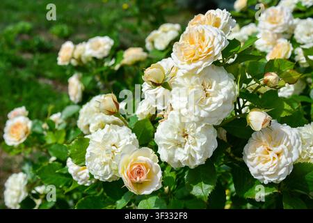 Blühende weiße und hellgelbe Rosen im Garten, Kopierraum Stockfoto