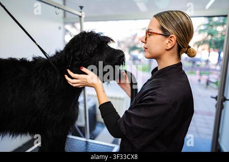 Professioneller Hundefrisör trocknet das Fell eines schwarzen Pudels in der Tiersalon Stockfoto