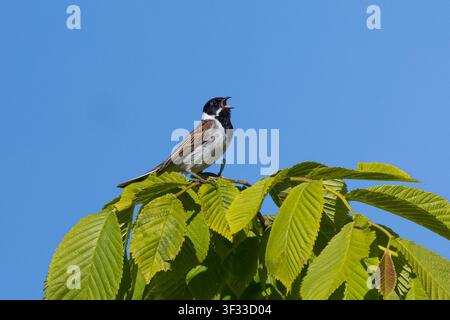 Rohrammer, Rohr-Ammer, Rohrspatz, Männchen, singend, Emberiza schoeniclus, Rohrammer, gewöhnlicher Rohrammer, Männchen, singend, Le Bruant des roseaux Stockfoto