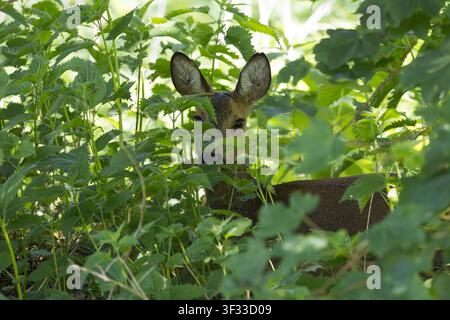 Europäisches Reh, Reh, Rehwild, Reh-Wild, Ricke, Weibchen, Capreolus capreolus, Europäisches Reh, Westliches Reh, Reh, Weibchen, Le chevreuil Stockfoto