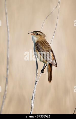 Seggenrohrsänger, Acrocephalus schoenobaenus, singt, um im Frühling einen Partner anzulocken Stockfoto