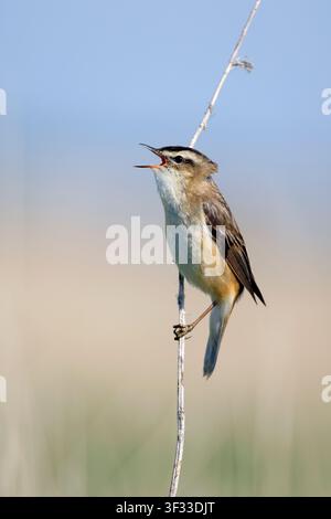 Seggenrohrsänger, Acrocephalus schoenobaenus, singt, um im Frühling einen Partner anzulocken Stockfoto