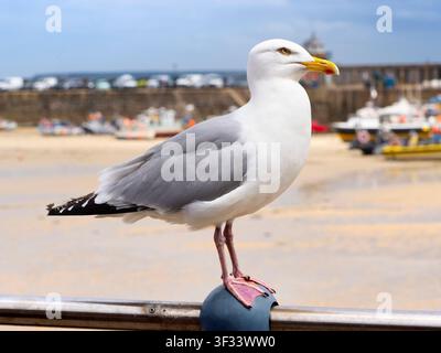 Möwenlarche (Larus canus) am Hafen von St Ives, Cornwall. St Ives ist eine wunderschöne Küstenstadt, bekannt für ihre herrliche Lage an der Küste Cornwalls, goldene Strände, reichlich Surfmöglichkeiten und eine blühende Kunstszene – einschließlich der St Ives Tate Gallery. Deshalb ist es mein Lieblingsziel in Cornwall. Stockfoto