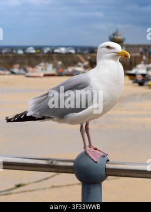 Möwenlarche (Larus canus) am Hafen von St Ives, Cornwall. St Ives ist eine wunderschöne Küstenstadt, bekannt für ihre herrliche Lage an der Küste Cornwalls, goldene Strände, reichlich Surfmöglichkeiten und eine blühende Kunstszene – einschließlich der St Ives Tate Gallery. Deshalb ist es mein Lieblingsziel in Cornwall. Stockfoto