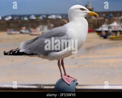 Möwenlarche (Larus canus) am Hafen von St Ives, Cornwall. St Ives ist eine wunderschöne Küstenstadt, bekannt für ihre herrliche Lage an der Küste Cornwalls, goldene Strände, reichlich Surfmöglichkeiten und eine blühende Kunstszene – einschließlich der St Ives Tate Gallery. Deshalb ist es mein Lieblingsziel in Cornwall. Stockfoto